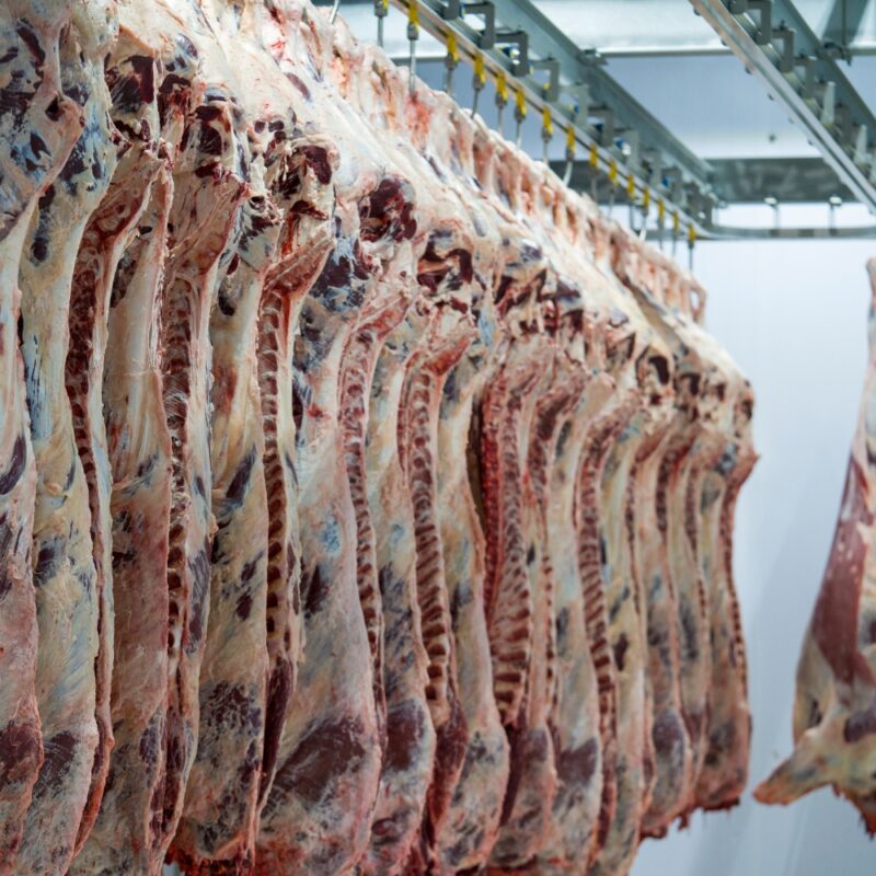 Fresh chilled beef carcass